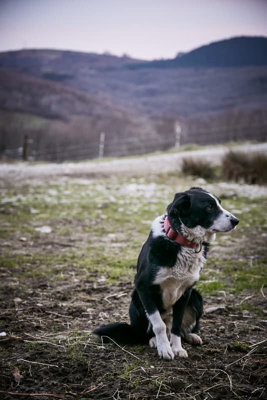 Projet-Moutons-NOEL19_-0532-1