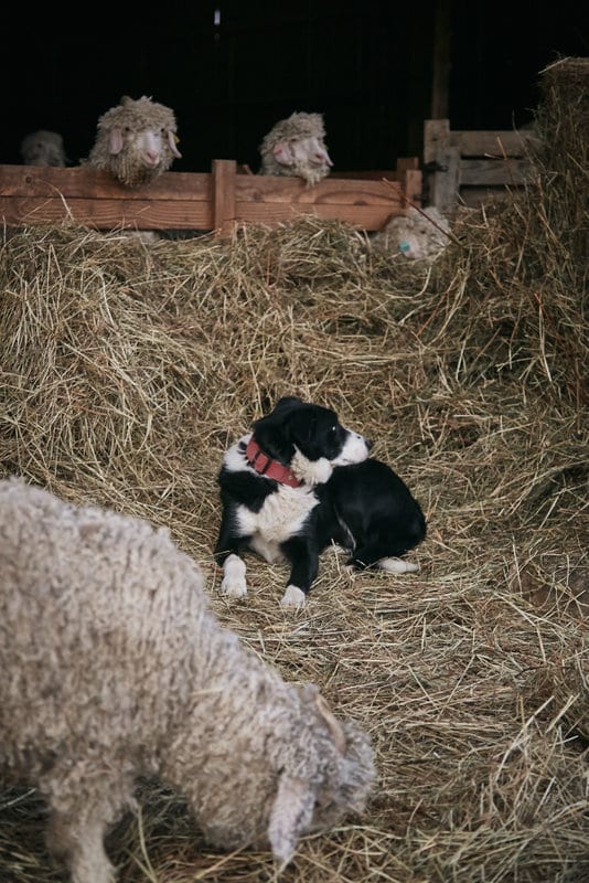 Projet-Moutons-NOEL19_-0561-1