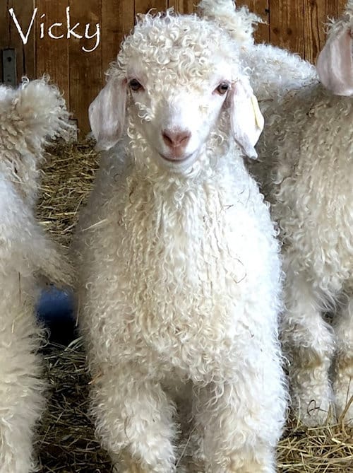chevreau-vicky