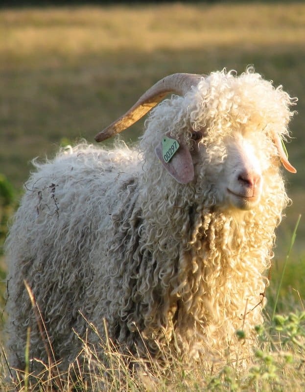 chèvre angora de france en Ariège bergers cathares