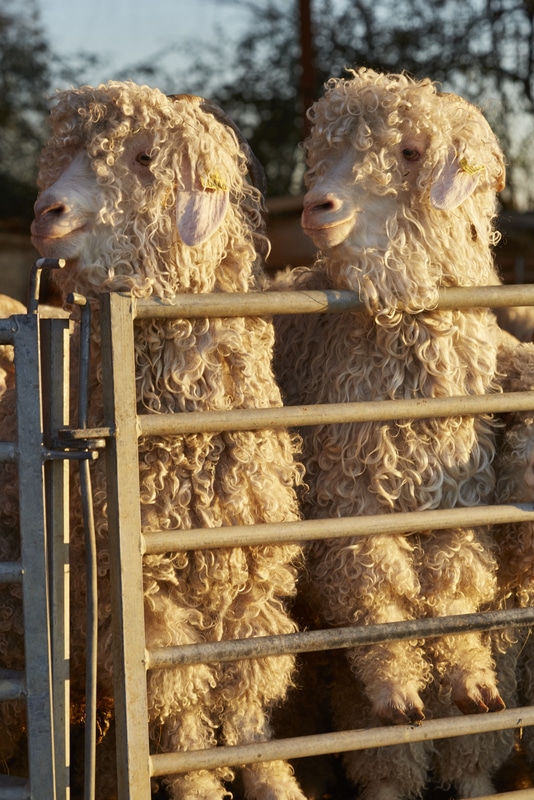 chevre-photo-pauline (1)