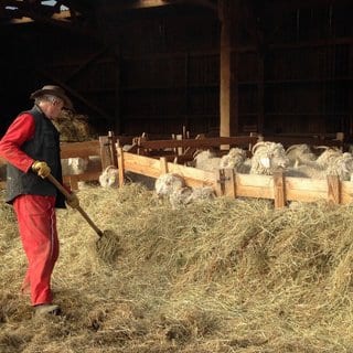 Notre ferme en Ariège : nos chèvres Angora pour le mohair et nos moutons pour la laine