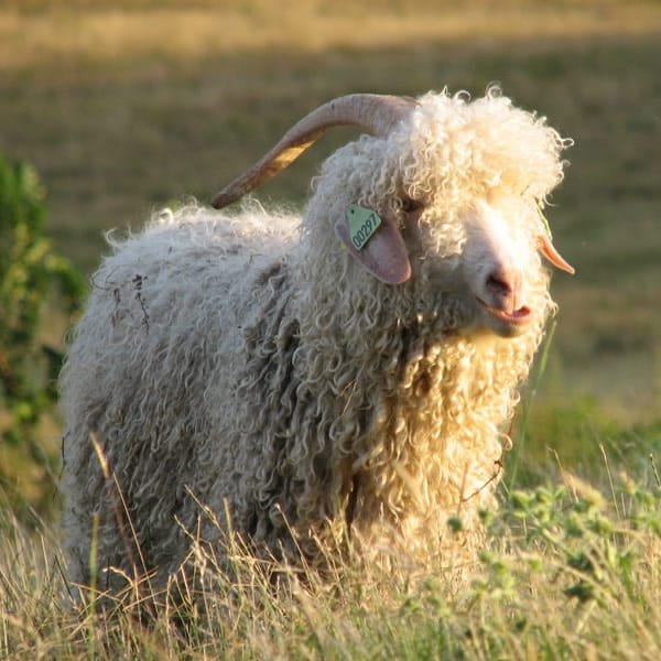 Le mohair est produit par nos chèvres Angora dans notre ferme en Ariège (France)
