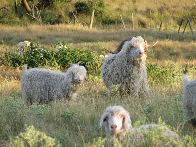 Adoptez une chèvre pour un an et recevez en échange son mohair doux et chaud
