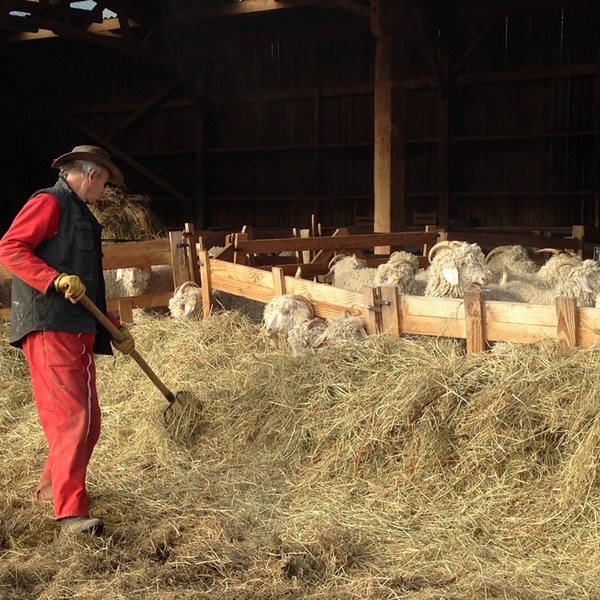 Nos animaux produisent de la laine et du mohair sur notre ferme en France - Bergers Cathares