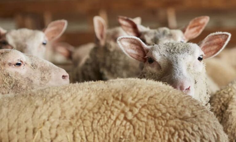 mouton-laine-charmoise-bergers-cathares