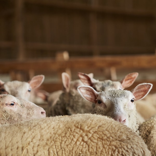 La laine est produite par nos moutons en Ariège au sud de la France